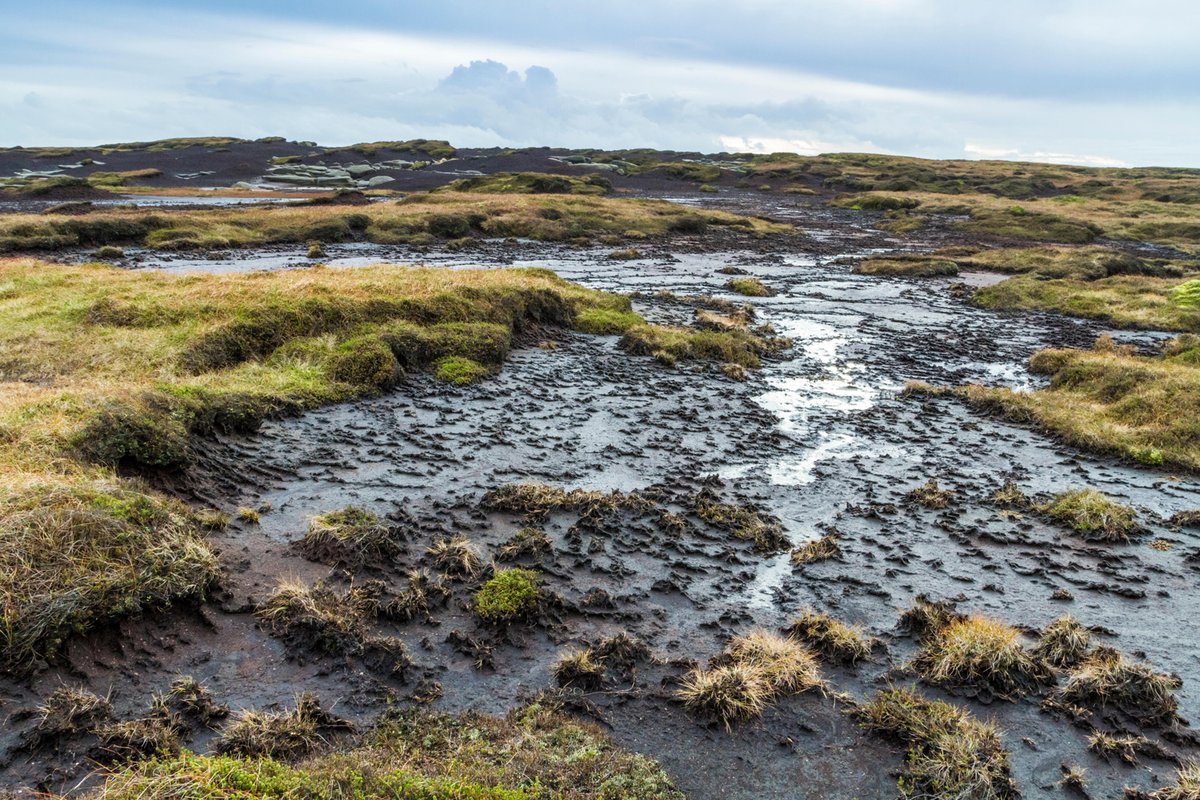 CarbonBrief's tweet photo. NEW β Guest post: How human activity threatens the worldβs carbon-rich peatlands https://t.co/nhMpzfUond https://t.co/Mvw6DzBOUh