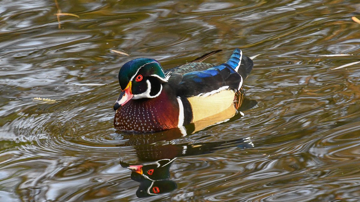 Aix of the world!
Left: Mandarin duck, Hangzhou, 2020.12
Right: Wood duck, Toronto, 2019.11