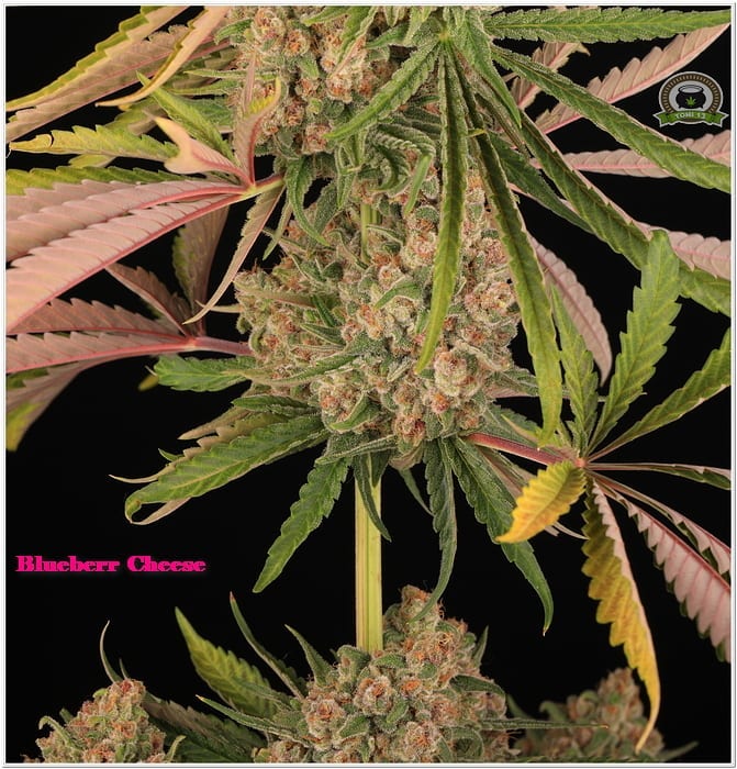 BarneysAms's tweet photo. #blueberrycheese 🔵🧀

📸: @toni.13

#buenosdias #barneysfarm #groteknutrients #solux #marihuana #marijuana https://t.co/uGUt9Qdp59