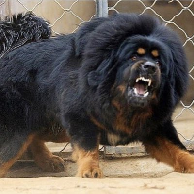 Adiestrador Canino tweet media