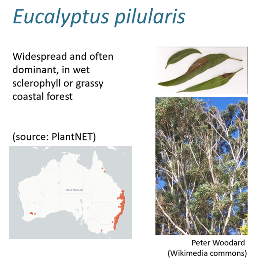 The theory predicts how carbon assimilation rate, stomatal conductance, leaf-internal CO2 concentration, water suction pressure in the leaves, and photosynthetic capacity acclimate to climatic and soil-water conditions. Here is a sample result for 2 species.