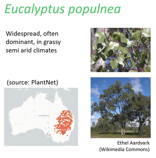 The theory predicts how carbon assimilation rate, stomatal conductance, leaf-internal CO2 concentration, water suction pressure in the leaves, and photosynthetic capacity acclimate to climatic and soil-water conditions. Here is a sample result for 2 species.