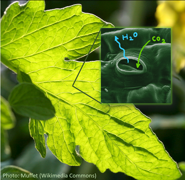 Plants take in CO2 through tiny valves on the leaf surface, called stomata. But when they are opened, water also diffuses out through them.