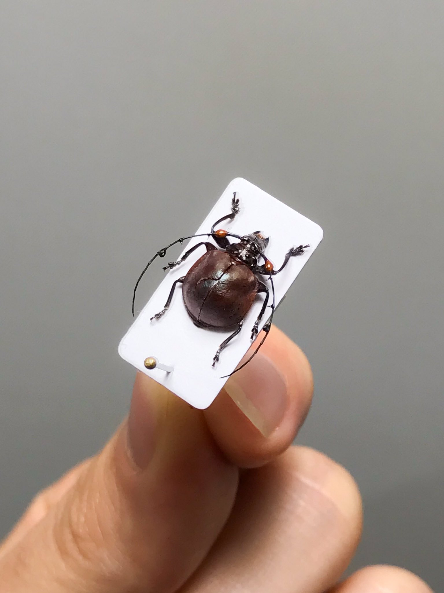フィリピンペソ　5160ペソ　カミキリムシ フィリピンペソ 5160ペソ カミキリムシ様専用