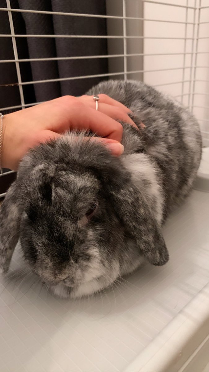 Clarajfe's tweet photo. (Contre ma volonté), je donne lapine âgée de 3ans, avec sa cage dans la région de Dinan
Retweet apprécié!! 
Mp si + d’infos https://t.co/H7dDxWZoHR