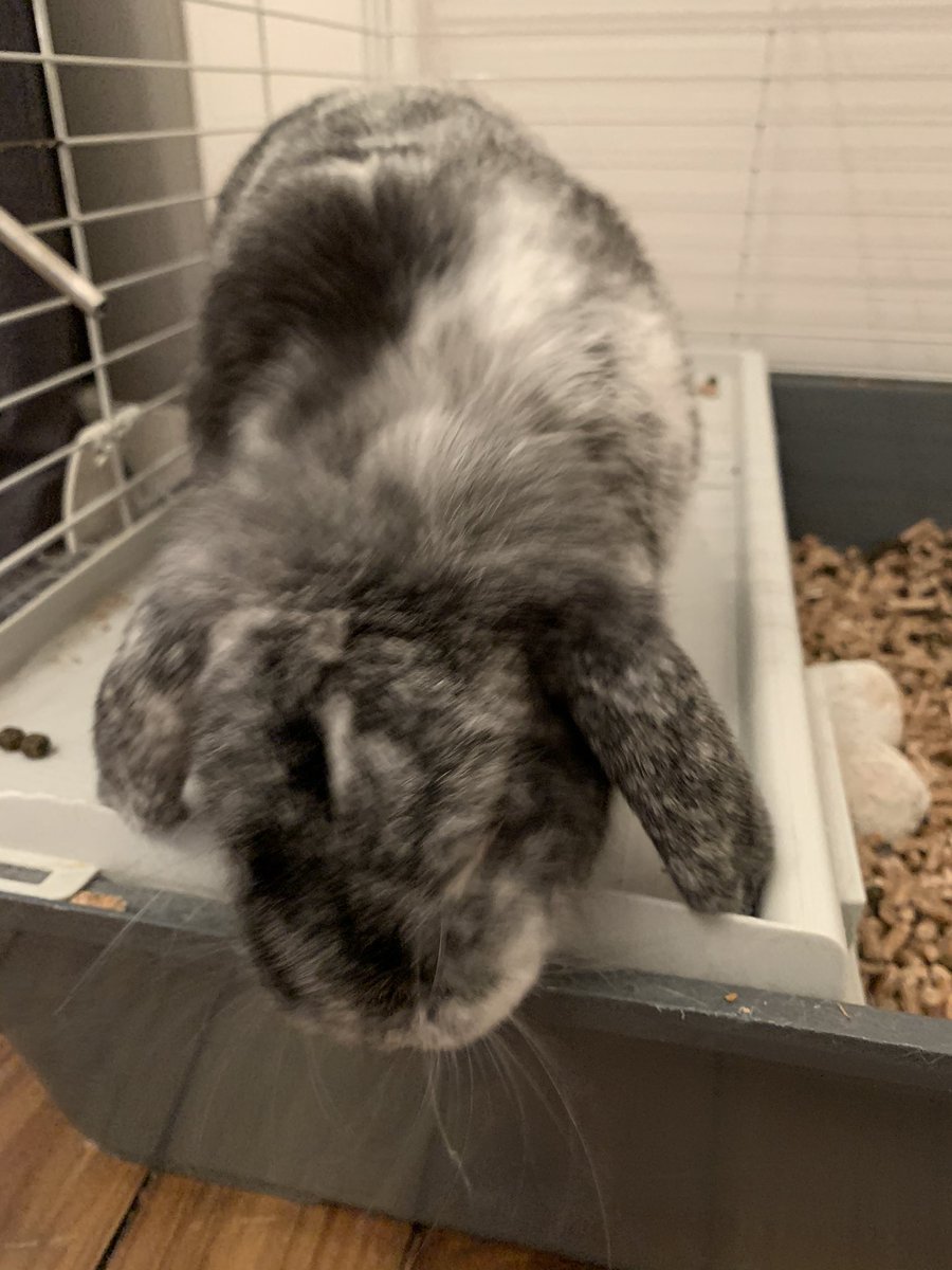 Clarajfe's tweet photo. (Contre ma volonté), je donne lapine âgée de 3ans, avec sa cage dans la région de Dinan
Retweet apprécié!! 
Mp si + d’infos https://t.co/H7dDxWZoHR