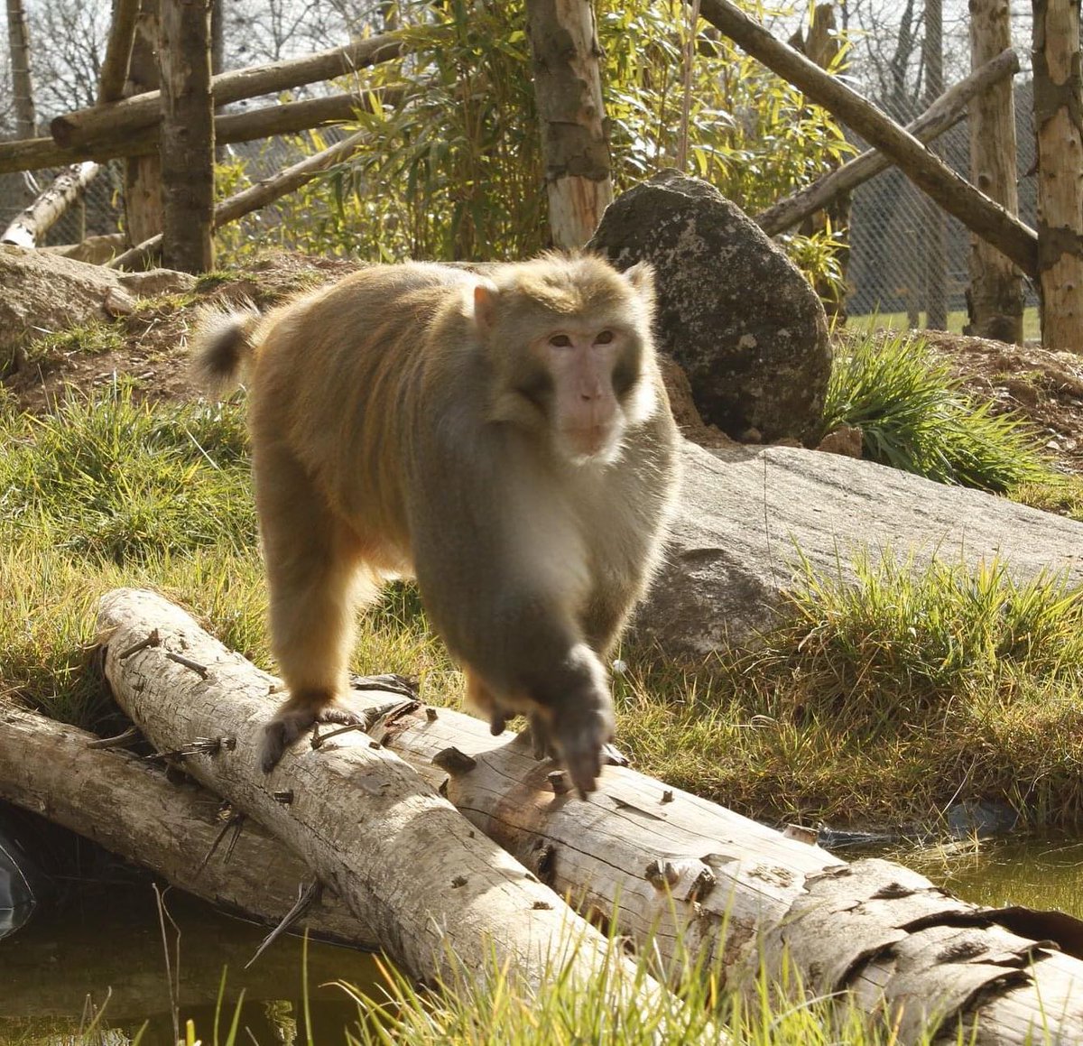 A massive thank you to everyone for the amazing support this year. We are now closed &amp; will reopen on 3rd January.  You can still support us by checking out our range of cuddly gifts, sponsorship packs &amp; more!
Happy Happy Christmas!  secretvalley.ie/store/ #VisitWexford