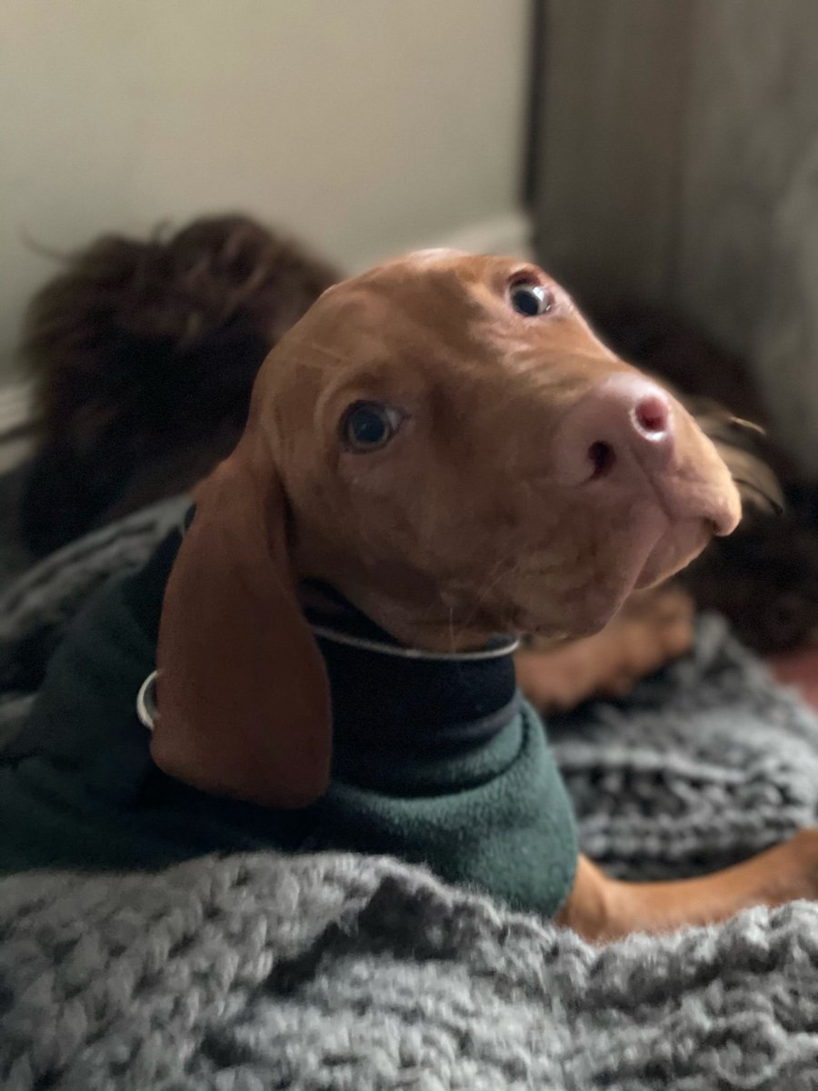 samangelblanket's tweet photo. It’s the beautiful miss Gracie laying on her snuggly blanket after a nice walk with her best friend Dezzy. Sharing is caring after all! You can get your paws 🐾 on a pawfect Christmas present via our exclusive stockist @bemorebob2. #gifting #vizslapuppy #petblankets #handmade https://t.co/Tw5D8YvpW0