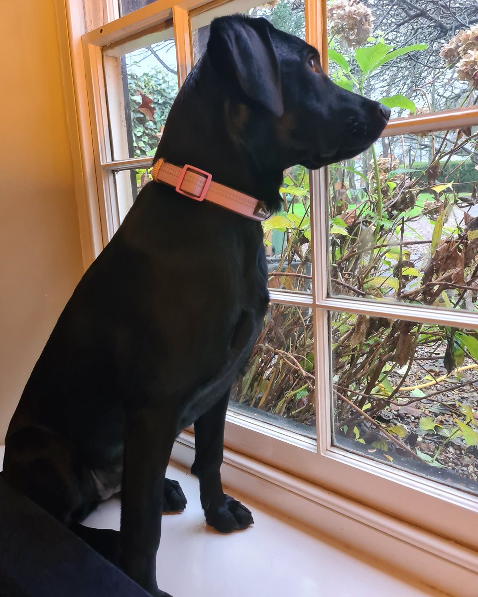 CarolineESmith's tweet photo. @JoannaCannon My little pup who sits at the window watching for birds, squirrels and delivery people to bark at. https://t.co/YoyNJPBnxh