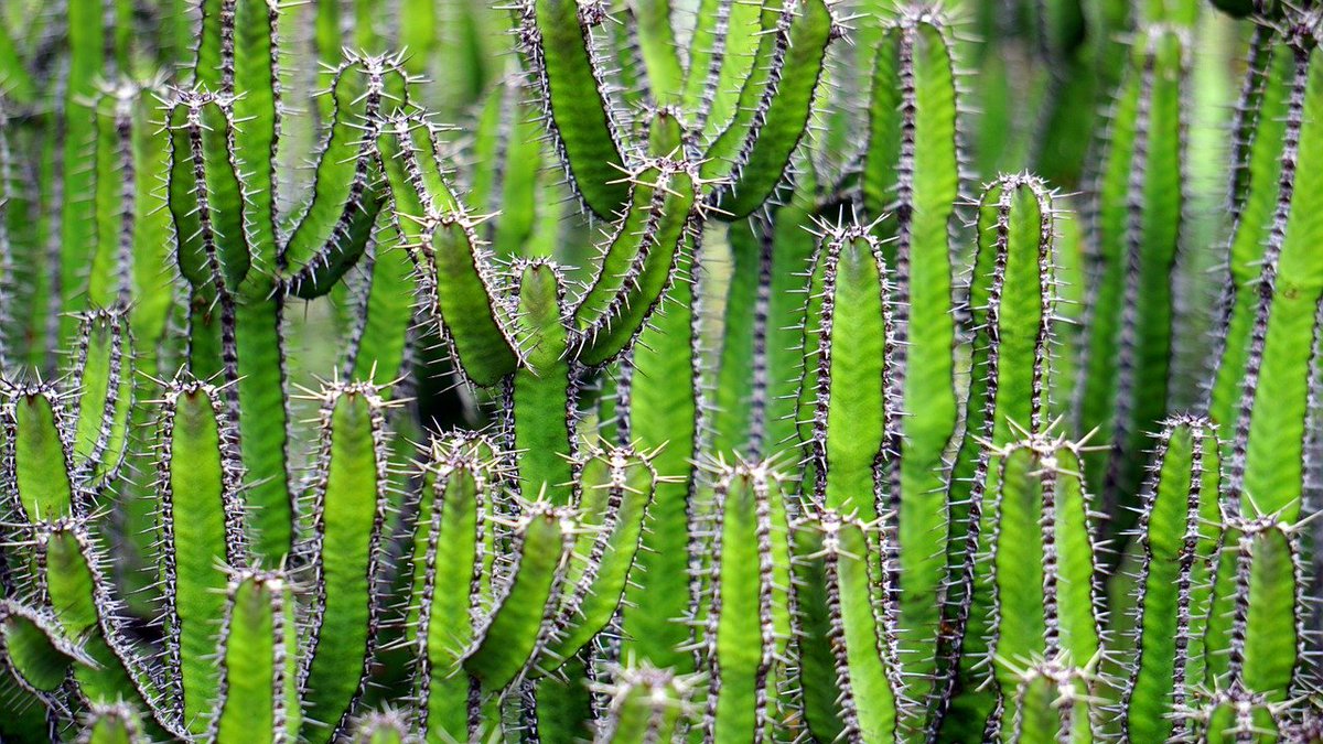 Henkprins_RB's tweet image. Lees alles over: "#duizenden beschermde #planten en #dieren #onderschept tijdens #landelijke #actie" op: hbpmedia.nl/duizenden-besc…