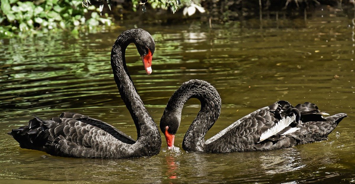 LogicWP's tweet image. What is a black swan event? Our latest blog looks at why some people question these rare but severe financial events... 

logic-wp.com/black-swan-rea…