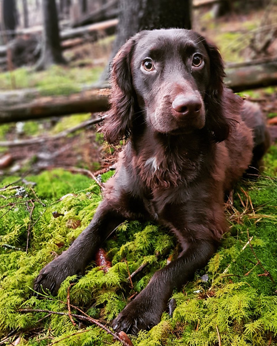 Loma on BEST! Otetaan Äipän kanssa rennosti. Tässä mä makoilen ihan casuaalisti mättäällä. Mitäs sä puuhaat tänään? #lomahommia #dogsoftwitter