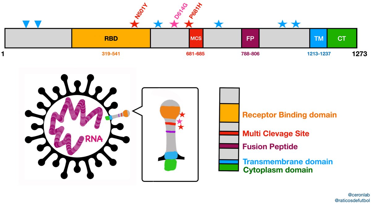 I've been reading a bit about the new  #SARSCoV2 in  #UK. I made a figure and this thread to better understand this  #UKvariant with 9 mutations in the Spike Protein. There is a concern for 3 of these mutations that could enhance the transmission. Be aware but don't panic.thread