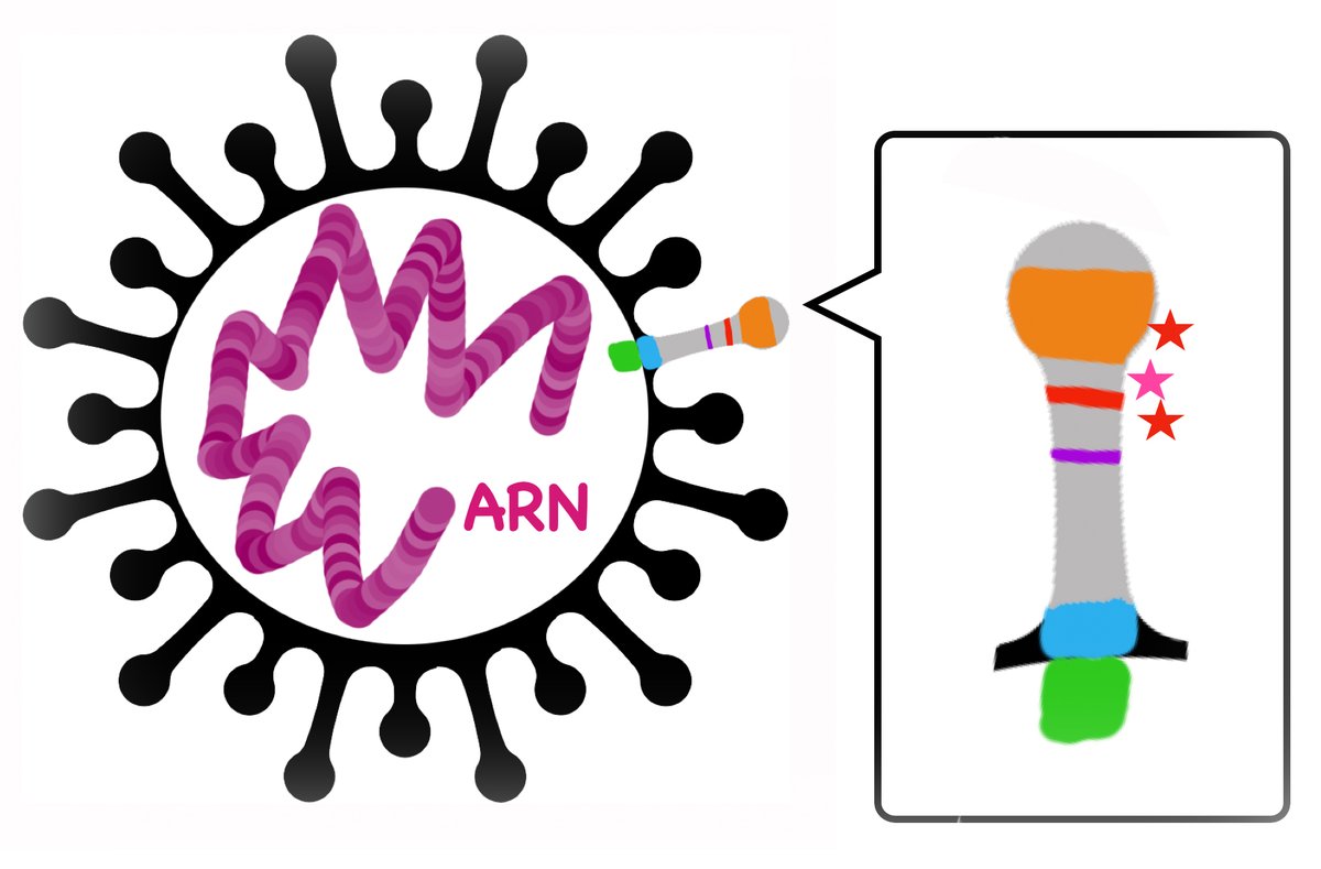 The 3 missense mutations (amino acid substitutions) raising concerns are:-D614G, already detected a few months ago-N501Y, affecting the S protein domain required for binding with the ACE2 receptor in human cells-P681H, located at a protease cut site required for cell entry