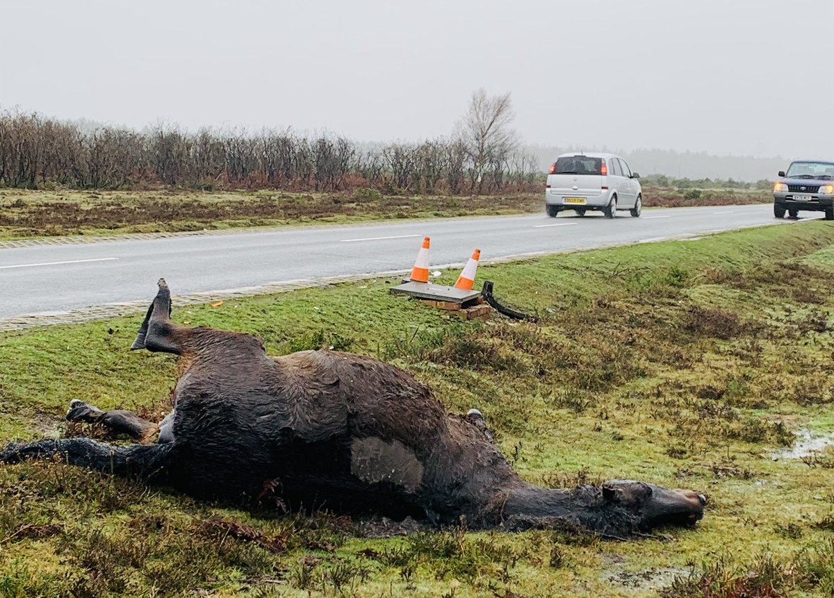 Yet another of my families mares killed last night -a huge loss to #commoners they cannot be replaced #drivewithcare #add3minutes #slowdown #everyponymatters #expecttheunexpected <a href="/RealNewForest/">New Forest CDA</a> <a href="/YoungCommoners/">NF Young Commoners</a>  <a href="/NFVerderers/">New Forest Verderers</a> <a href="/newforestranger/">new forest ranger</a> this is not okay