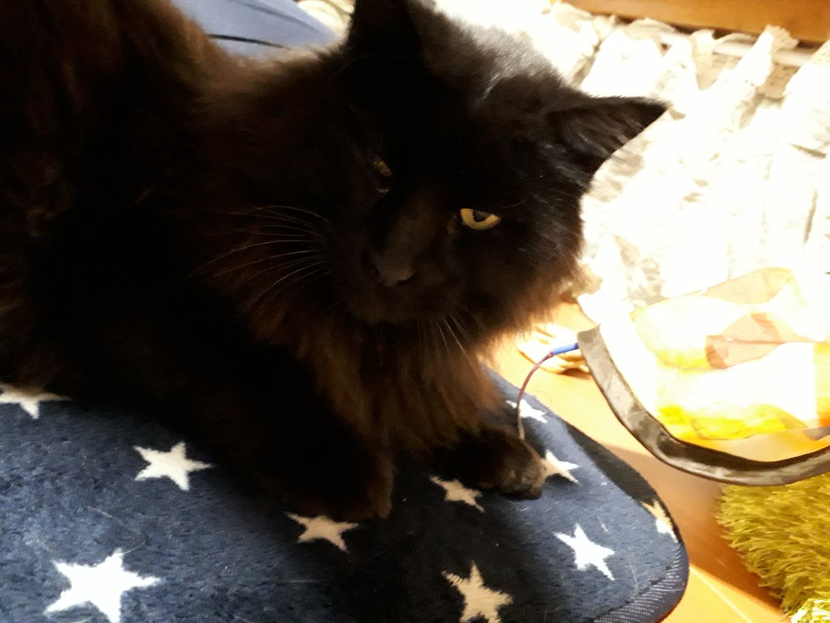 はこねこtnr 迷い猫 拡散希望 昨日12月日から目撃されている猫です 迷い猫と思われます 場所は神奈川県箱根町仙石原です 特徴 茶色いレザー製 青いラインのある首輪 大きめ 黒長毛 黄色目 人馴れしています 迷い猫 拡散希望 猫 黒猫