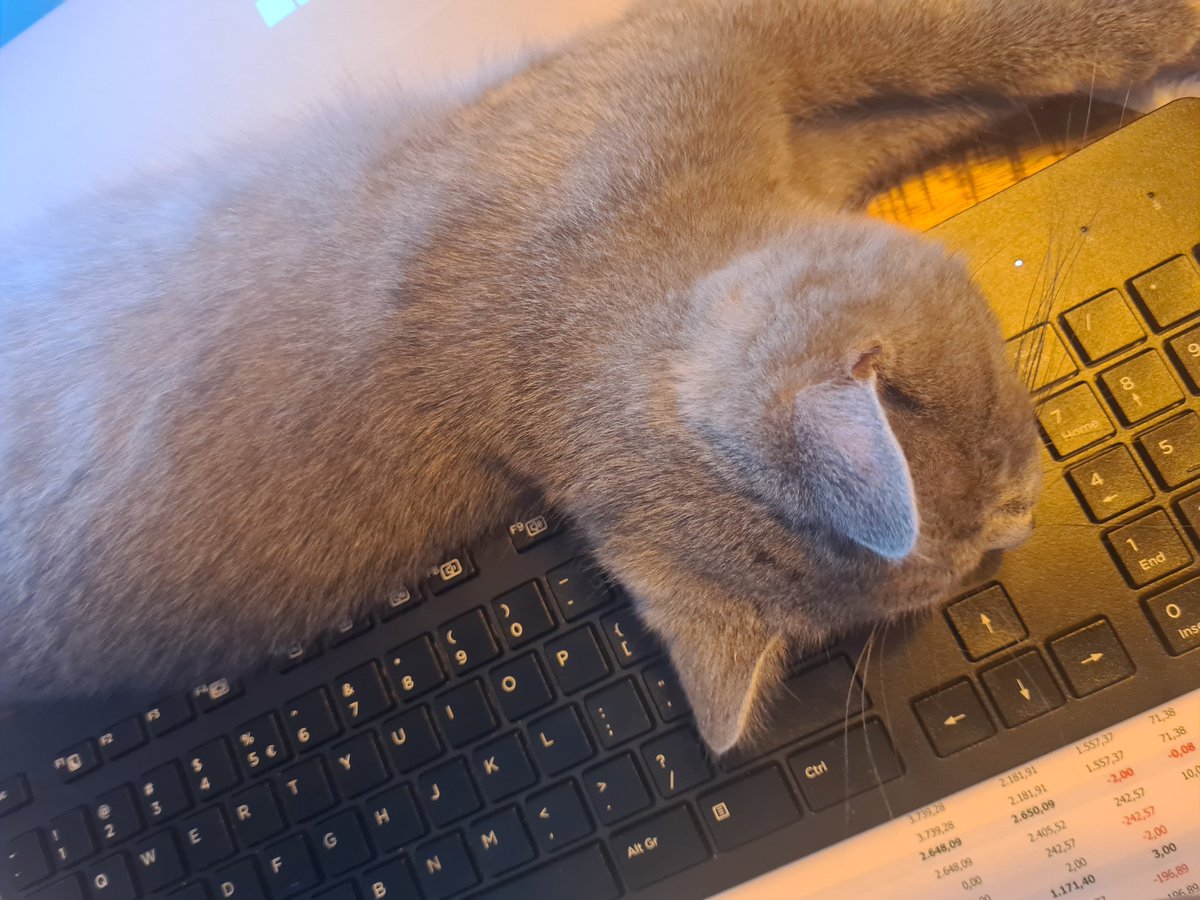 rochellaxy's tweet image. Thuiswerken met kinderen is pittig, maar wat dacht je met een kat?!