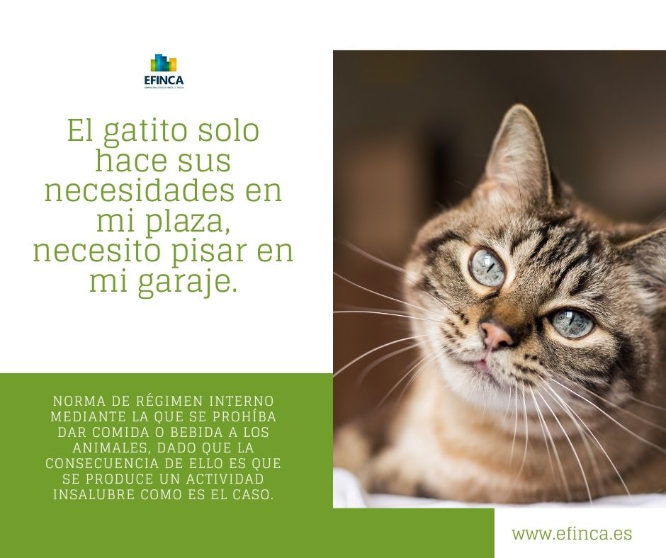 Efinca tweet media