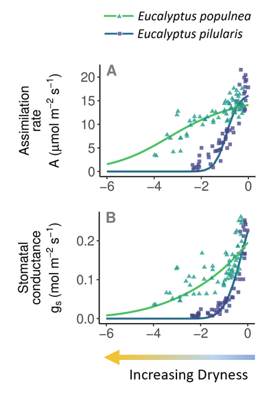 The theory predicts how carbon assimilation rate, stomatal conductance, leaf-internal CO2 concentration, water suction pressure in the leaves, and photosynthetic capacity acclimate to climatic and soil-water conditions. Here is a sample result for 2 species.