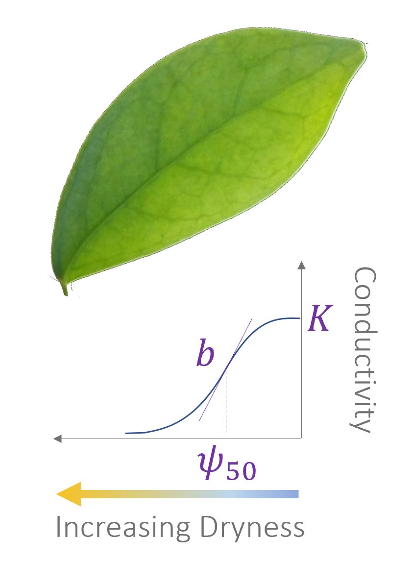 All we need is one parameter and three readily measurable leaf-hydraulic properties which describe how the leaf’s conductance to water flow changes with dryness.
