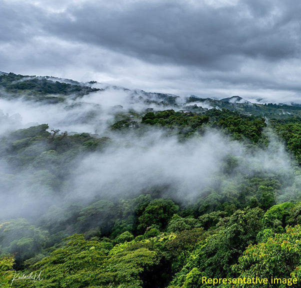 Photosynthesis and transpiration by land plants account for 56% of the global carbon cycle and 30% of the global water cycle. Indeed, the Amazon makes its own rain!
