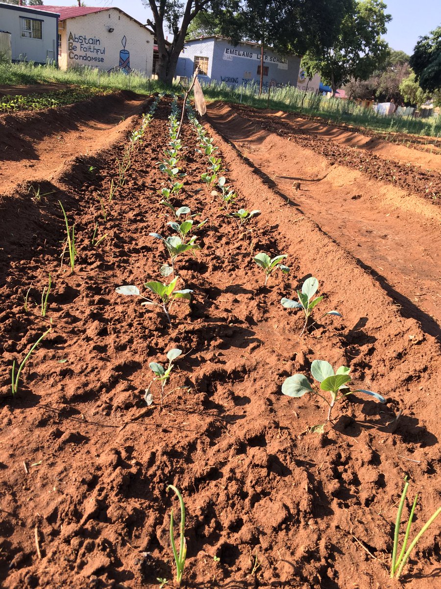SaGreenzone's tweet photo. ⁦We appreciate the support from our ⁦@OfficialGDARD⁩ ⁦@DALRRDgov_ZA⁩ #TheGreenZoneSA  #MeadowlandsZone9 https://t.co/BRSaVZR8mZ