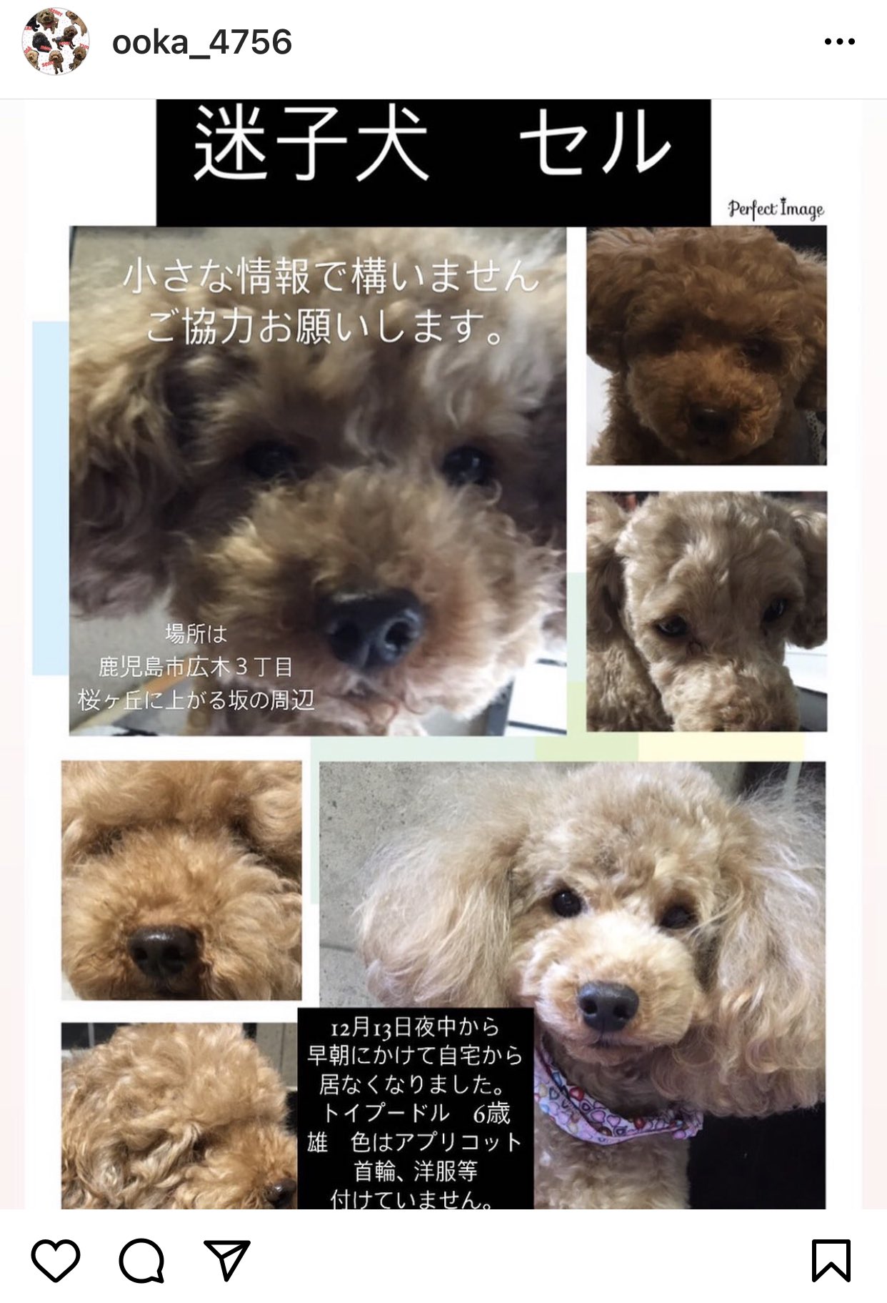 Kay ご協力お願いします 迷子犬 トイプードル アプリコット 鹿児島 鹿児島市広木3丁目 T Co A51uopcugo Twitter