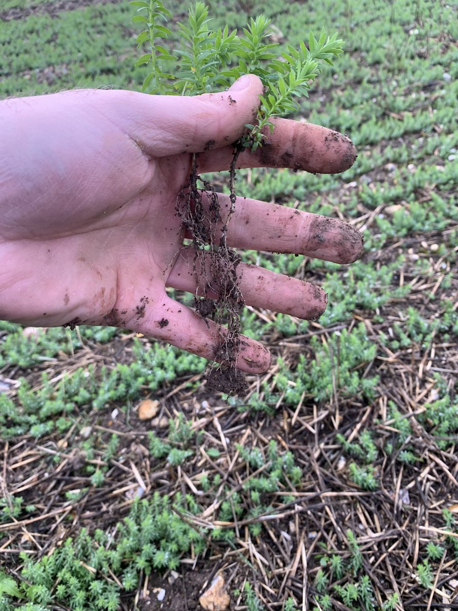 Brett_CCC's tweet photo. DD linseed into wheat stubble, good root and shoot growth so far. Tissue samples taken as I suspect that Mg deficiency is starting to occur in some areas as it often does with linseed. At the moment it is unlikely this block will need an early N app so maybe only 80kg/N needed https://t.co/X1T3mjM4uk