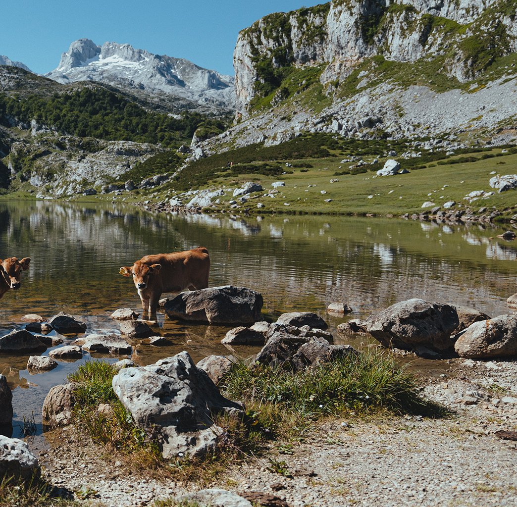 AvisualMadrid's tweet photo. La magnificencia de la naturaleza se haya en la  fauna de los Picos de Europa https://t.co/hhkOkQ7EmN
