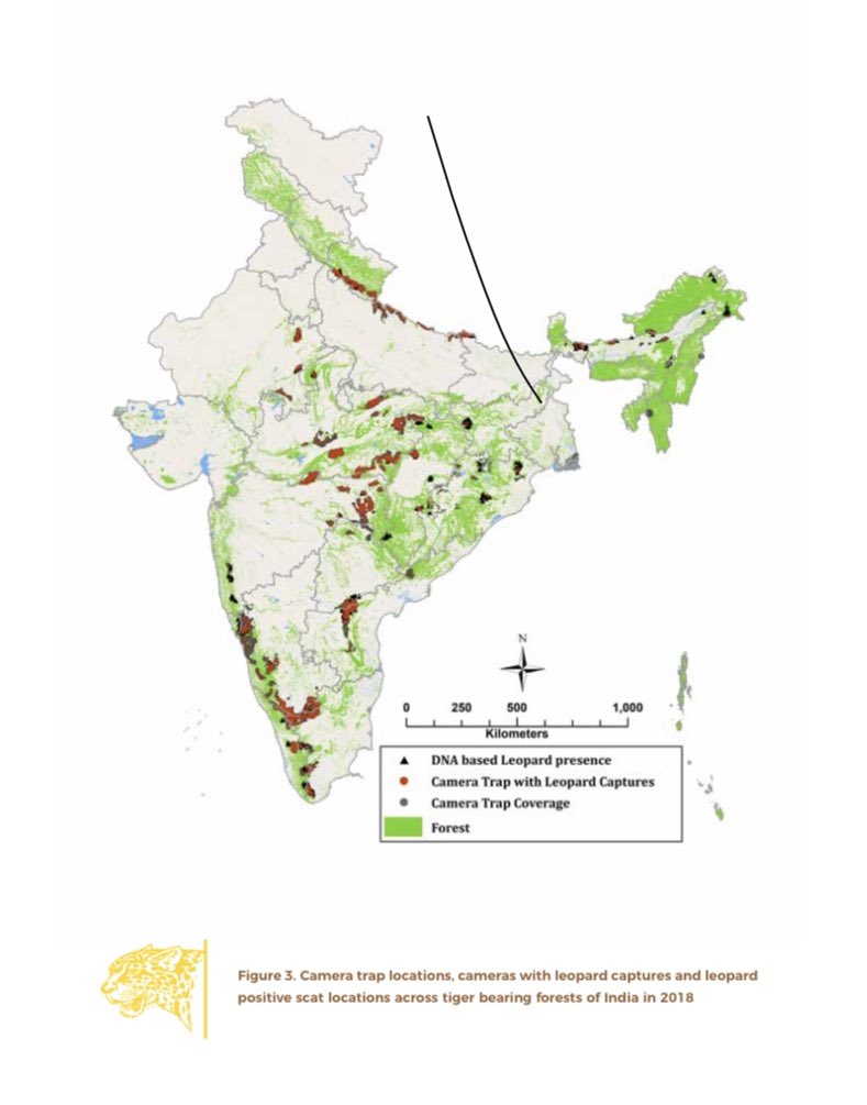 Status of leopard in the tiger states of India shows a 60% increase in 4 years.
Time to cheer...