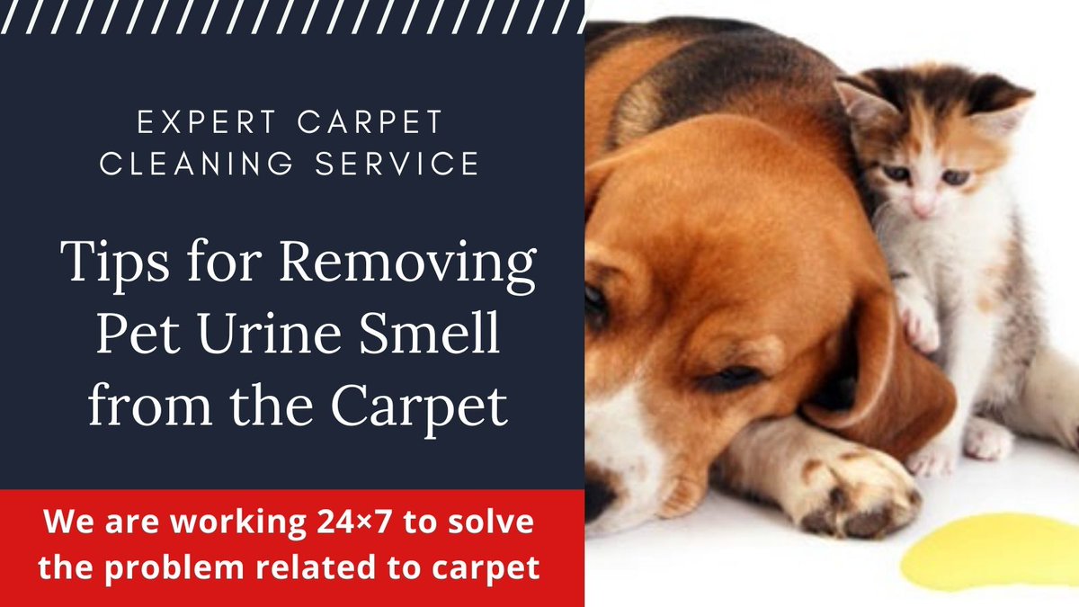 sescarpetclean's tweet photo. Do you have a pet at home? Pet urine smell is strong odor and if it stays in the carpet for a long, which is highly concentrated in the urine. Get all type of cleaning solution from our expert. Read more at- https://t.co/XwuGNrJO05
#carpetcleaner #carpetcleaningservice #PointCook https://t.co/ABXEYoMEUO