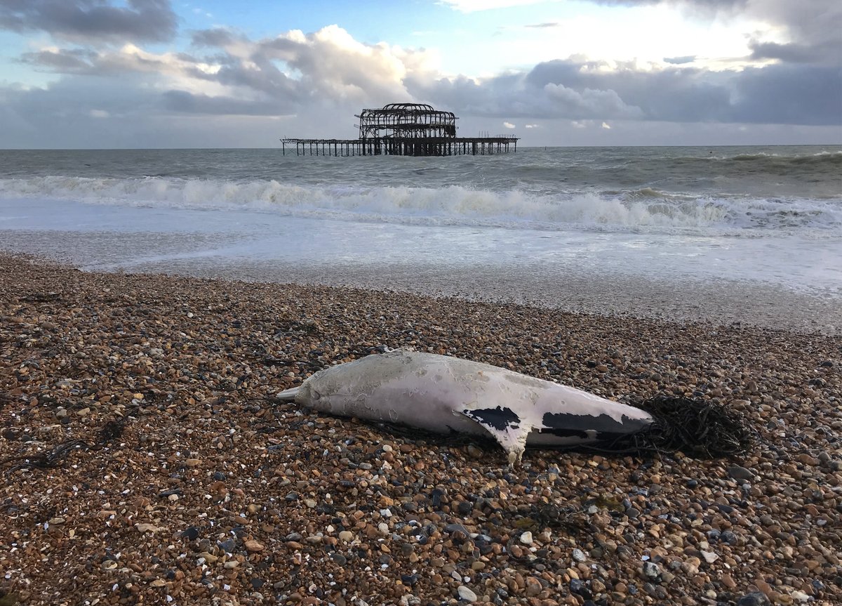 sascampaigns's tweet photo. ⚠️The impact from super trawlers!! This dolphin carcass, found yesterday by a surfer in Brighton with its tail entangled in netting💔😡, is one of a number of similar sightings over the last 3 weeks. It's got to stop!

p: leavenotracebrighton https://t.co/0n2oNIy4sV