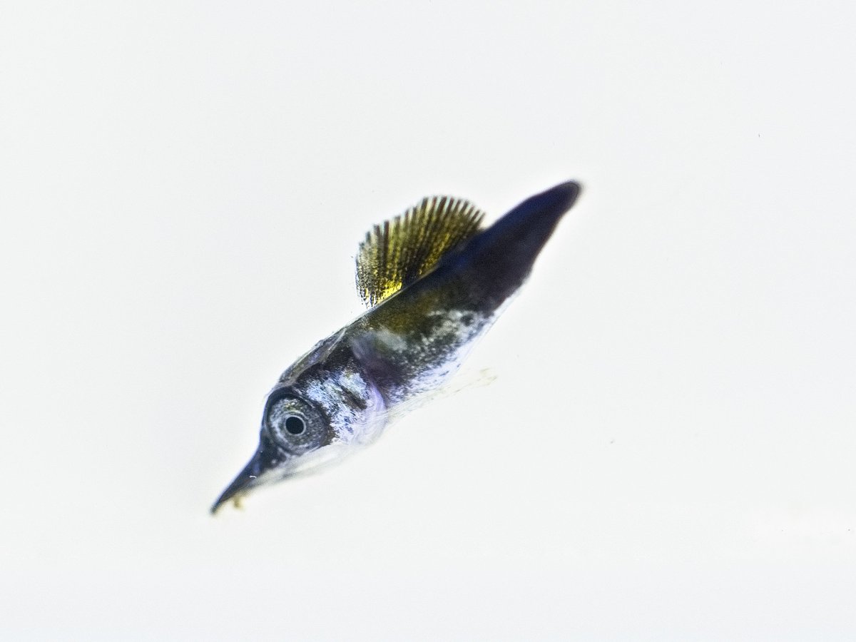 鈴木香里武 Karibu Suzuki 子供の頃から憧れて ずっと探し求めていた バショウカジキ の赤ちゃん 今年遂に房総の漁港で出会うことができました なんと全長1 8cmという小ささの稚魚 成長すると3 5mもの巨体で魚類最速を誇るスピードスターにも