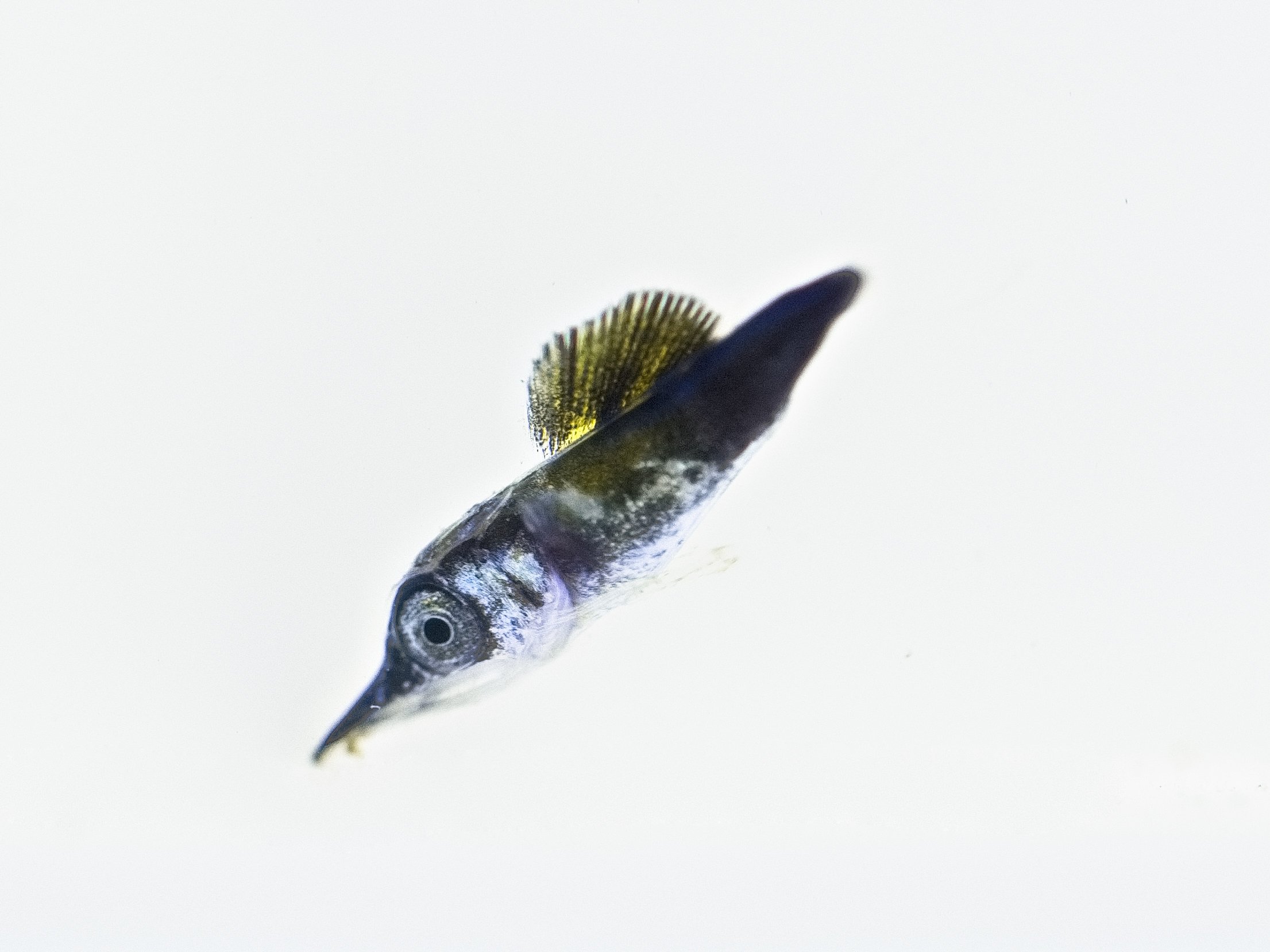 バショウカジキ　特注品　鼻先　少し欠けあり 015527.jpg
