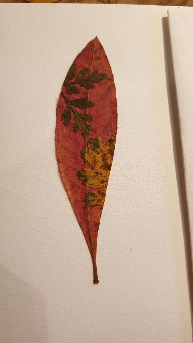 noodlyscientist's tweet image. Spending my first day off finishing some #PressedLeaf art Christmas cards! Inspired by Jennie Ashmore 🌿🍂