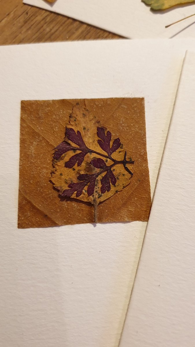 noodlyscientist's tweet image. Spending my first day off finishing some #PressedLeaf art Christmas cards! Inspired by Jennie Ashmore 🌿🍂