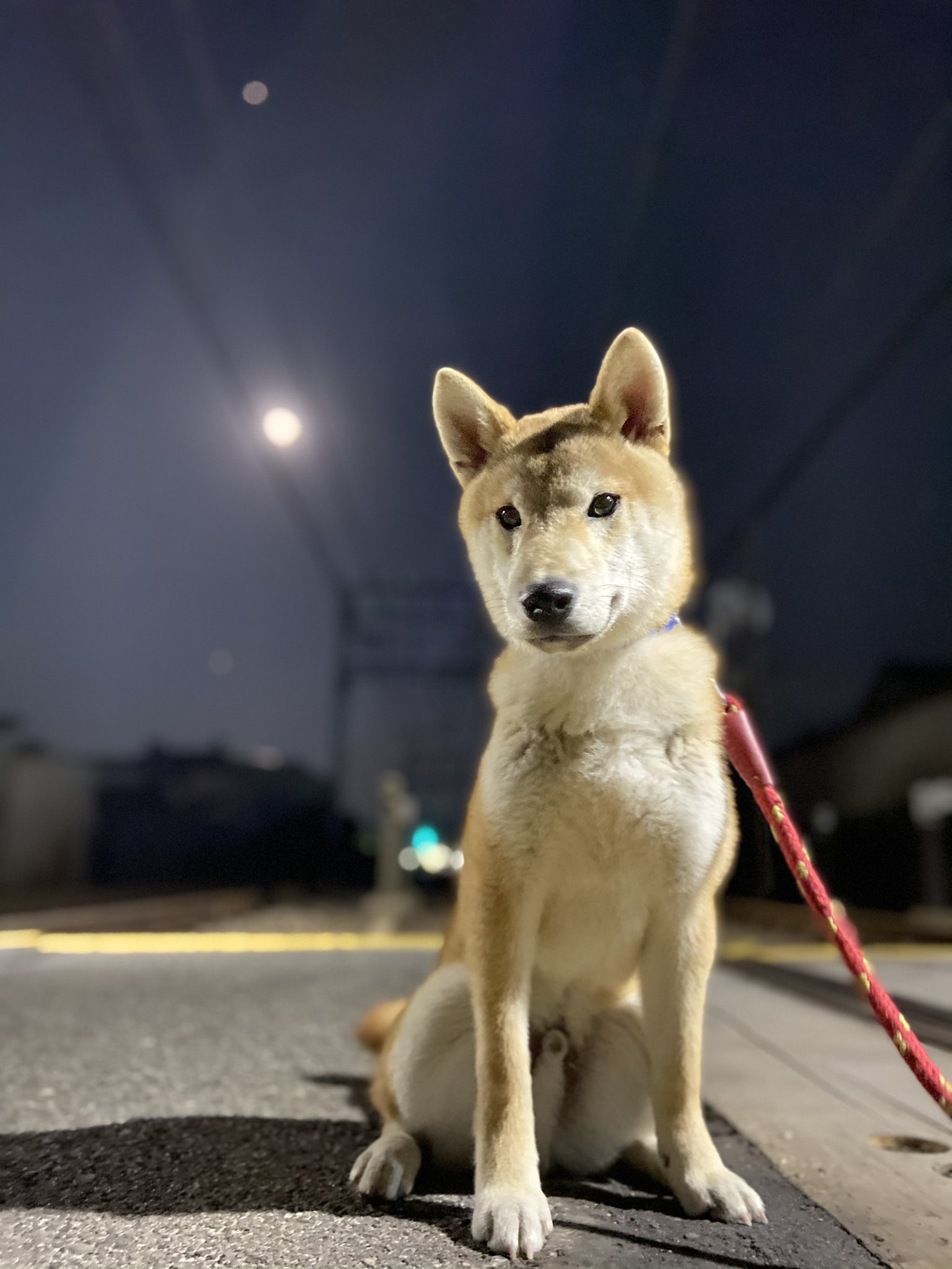 こーた わんこと暮らすど田舎生活 むさしさんかっこいいですよー 目線ありがとうございます 柴犬 柴犬を崇めよ 犬好きさんとつながりたい カメラ目線 犬のいる生活 夜景色 かわいい 犬 犬好き かっこいい 写真 T Co Ncbbnfa8 Twitter
