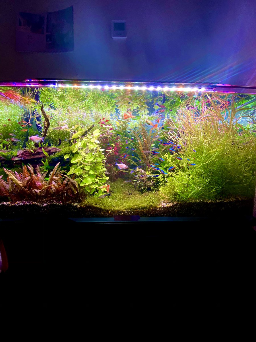 熱帯魚 Twitter Search