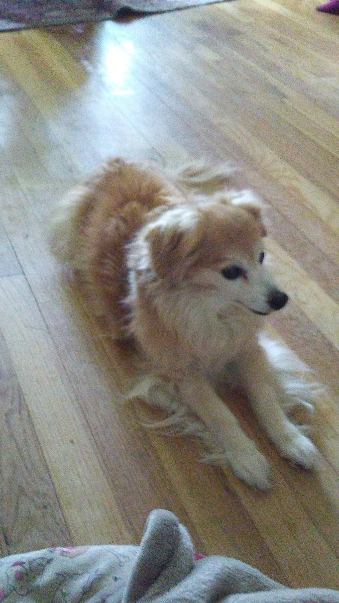 Lilliebelles's tweet photo. @WeatherDog3 
Dear #PrincessTitch 
I like to PONDER.
Do you?
What do you ponder about?
❤ Izzy ❤ https://t.co/OemrilyJtc