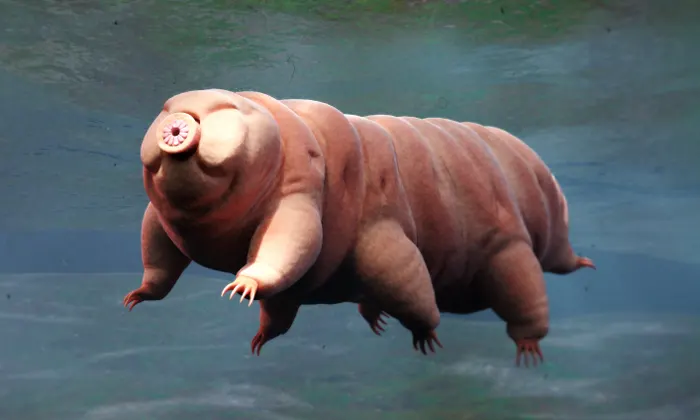 Hello you.Yes, you!Do you know what you remind us of?This creature, called a Tardigrade.