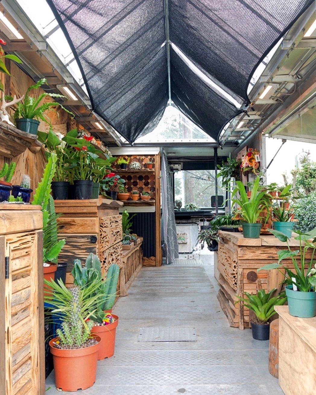 Satsuma Maple (SatsumaMaple) / Twitter