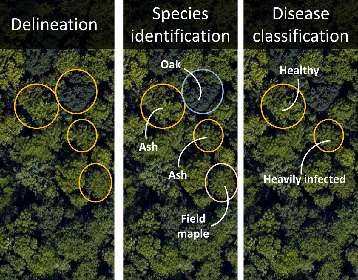 NEW PAPER!

An integrated pipeline created to map tree crowns infected with fungal ash dieback (Hymenoscyphus fraxineus) in British mixed-species forests using hyperspectral imagery.

 Read the full paper here: …lpublications.onlinelibrary.wiley.com/doi/full/10.10…