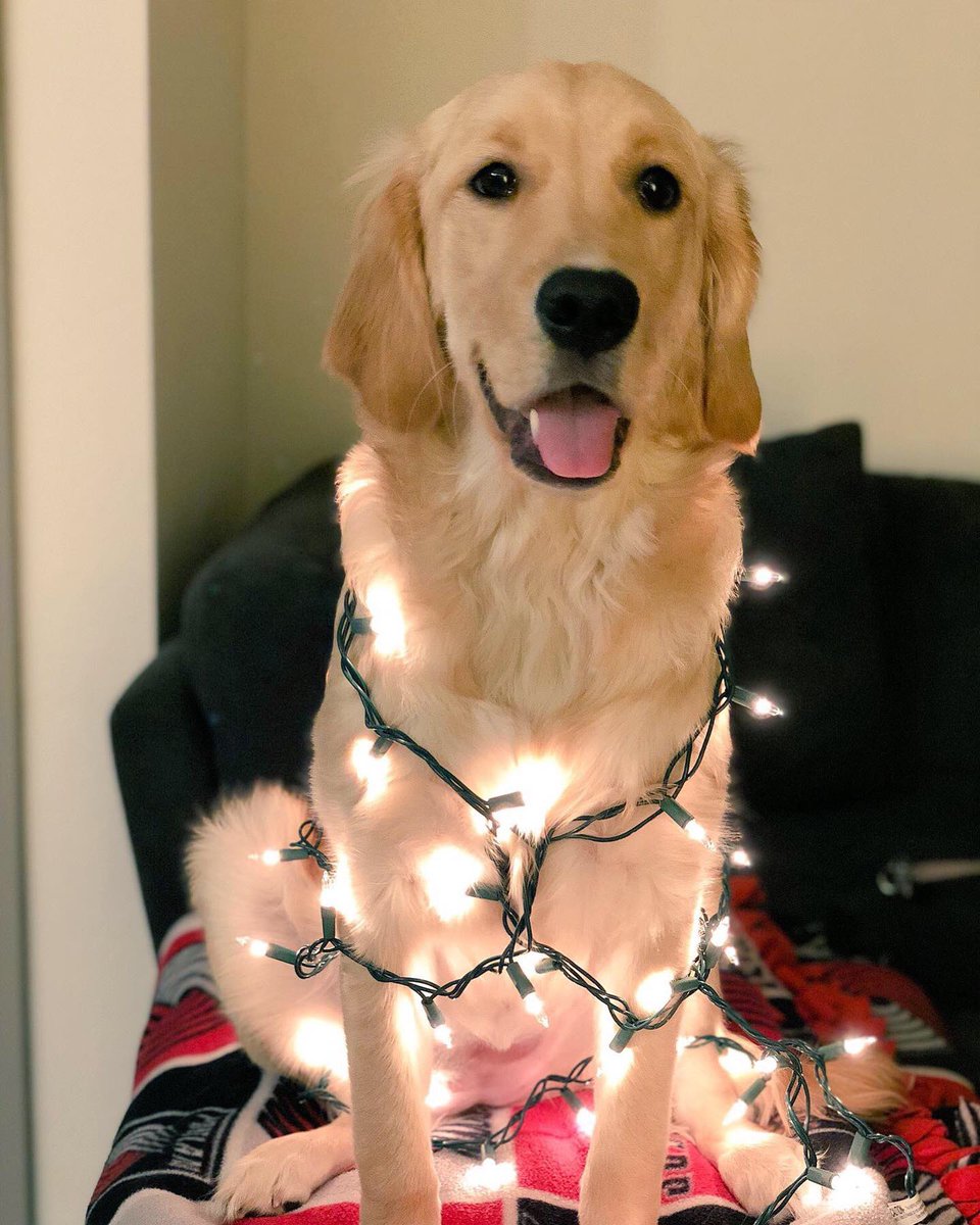 Kenzie1698's tweet photo. @dog_rates @bestfriends @Trupanion https://t.co/B4LaJhEtRy