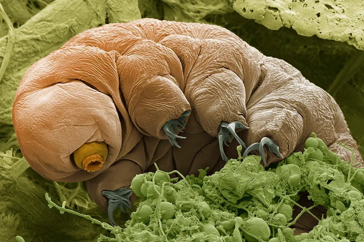 Now, if you judge the Tardigrade purely by its appearance, you might not be thrilled with the comparison.Don’t worry, there’s only a PASSING physical resemblance between you two.