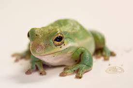 FrogsDaily3's tweet photo. Frog 88 :) https://t.co/hGimle7VNy
