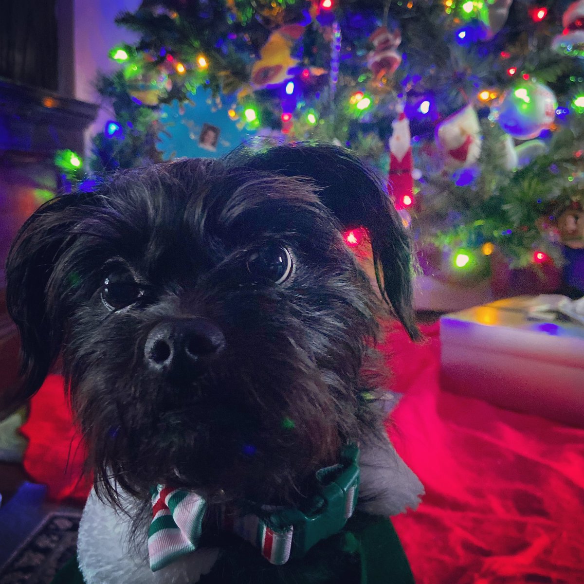 EDZElizabeth's tweet photo. @dog_rates @bestfriends @Trupanion Cassidy the Elf reporting for duty https://t.co/803xSSMKDw