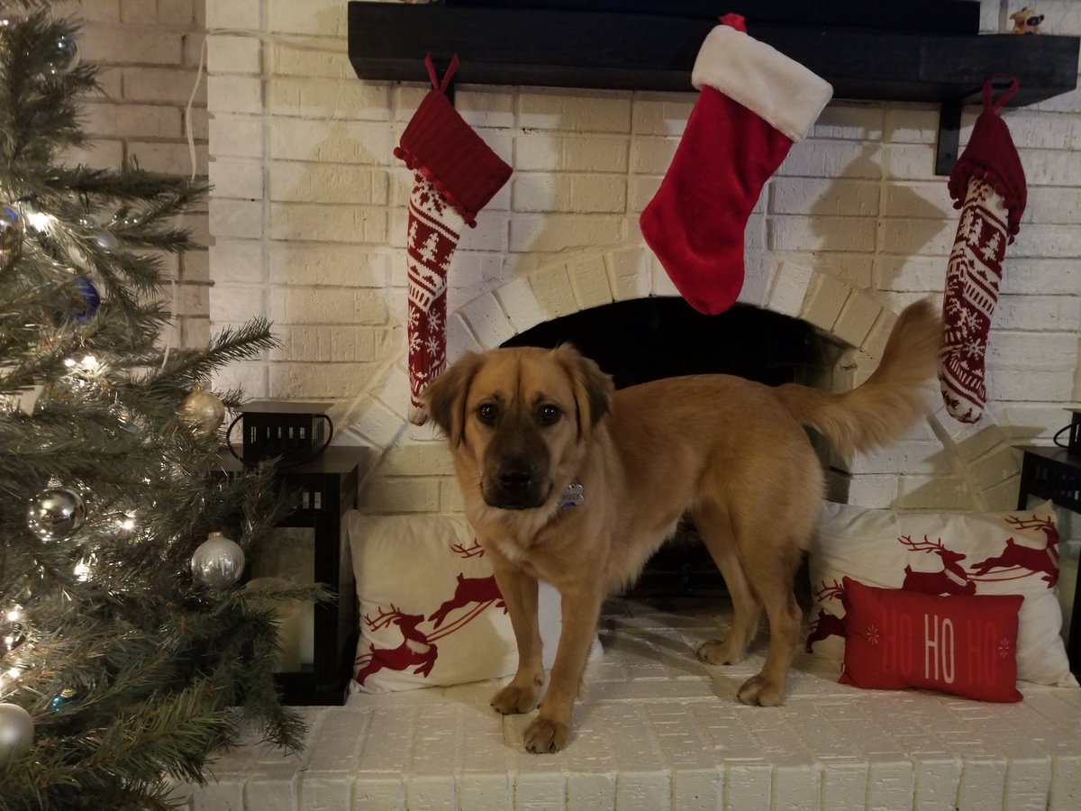 madmarich_'s tweet photo. @dog_rates @bestfriends @Trupanion https://t.co/LpNKjendwa