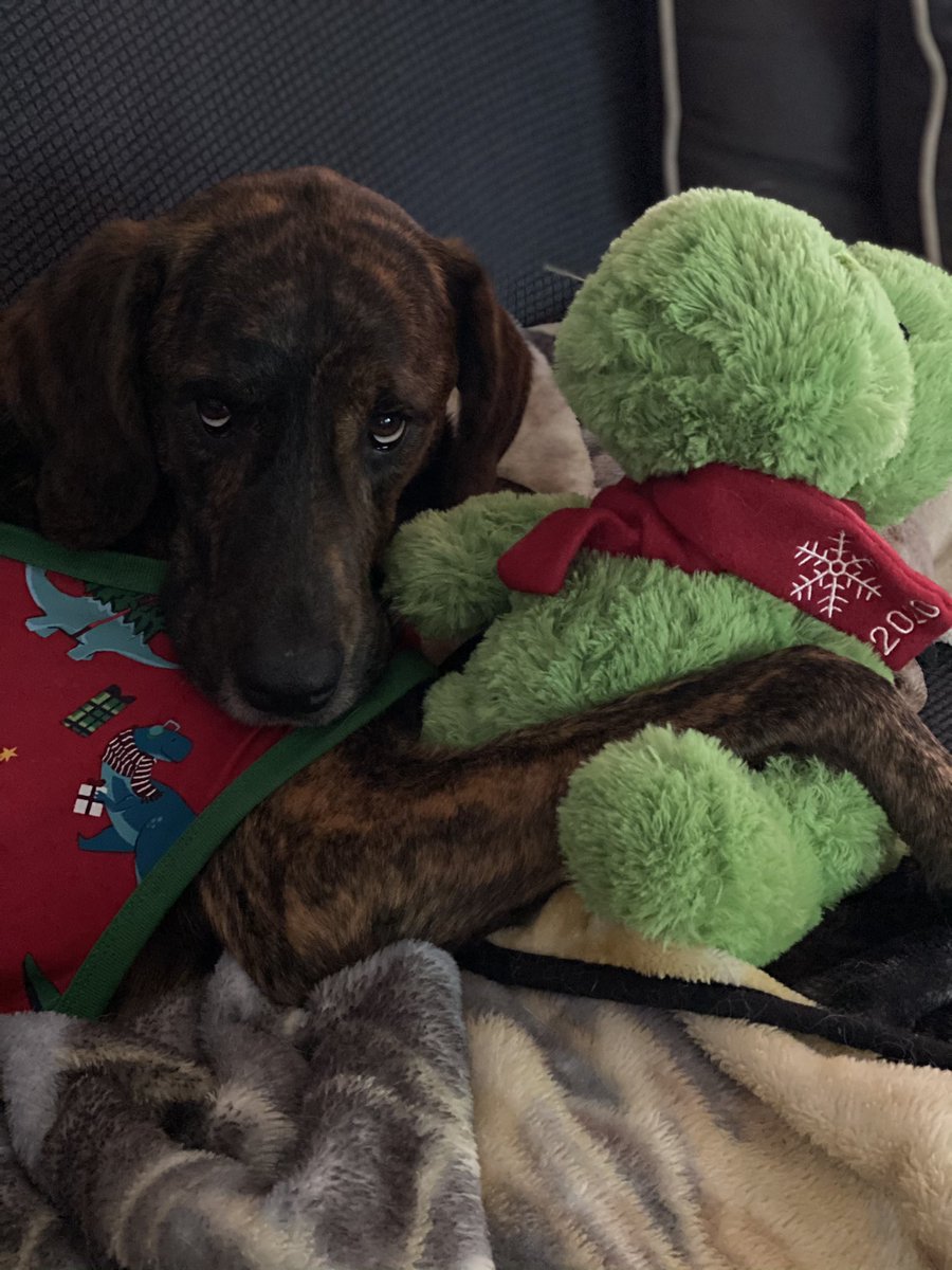 mdeustachio's tweet photo. @dog_rates @bestfriends @Trupanion https://t.co/CXqMyXtV2O
