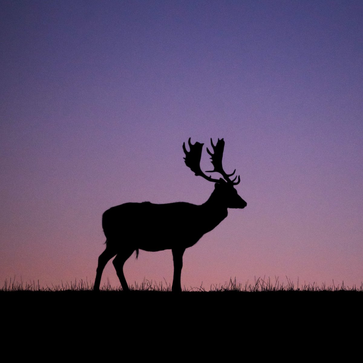 wildschytz's tweet photo. 🍂 Wer erkennt’s? 🦌
—
#wildschytz #wildfleisch #fleisch #damwild #damhirsch #hirsch #damwildjagd #jagen #jäger #jagd #hunting #hunter #wildrezepte #rezepte #kochen #Rheinstetten #karlsruhe #mannheim #heidelberg https://t.co/swh5Fkg0h2