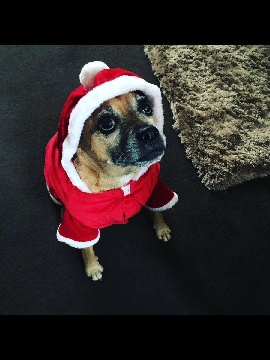 LouiseVW87's tweet photo. @dog_rates @bestfriends @Trupanion Jasper is feeling festive https://t.co/DnKb9LPRsU